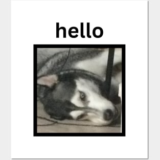 Crazy Funny Husky Dog Lying Down Hello Caption Posters and Art